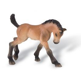 Trakehner hříbě
